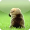 puppies wallpapers for chat android application logo